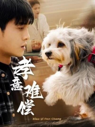 短剧《孝意难偿（1-32集）》全集夸克网盘免费在线观看-aoooo